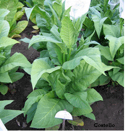 Costello Tobacco Plant